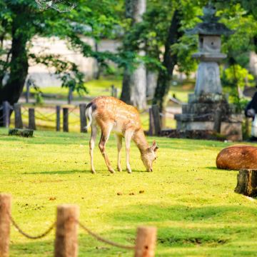 京都+奈良+宇治一日游：祇园/八坂神社/锦市场【9人小团】