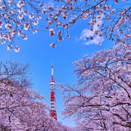 【樱花限定9人团】东京市区一日游：四大赏樱名所+银座浅草寺