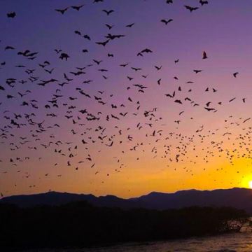 印尼科莫多卡隆岛半日游【蝙蝠岛日落游包车包船惊喜价欢迎对比】
