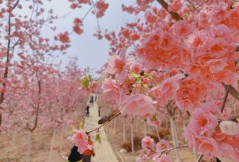 春日追樱泡温泉 云南宜良山后樱花谷+汤池热水河温泉一日游J【环游世界[畅游90+国家地区，900+城市]】