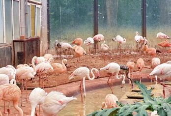 北京动物园一日游【『