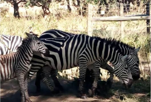 肯尼亚 内罗毕国家公园半日游猎之旅 2人起订+可选吉普车【与经验丰富的司导一起参观内罗毕国家公园】