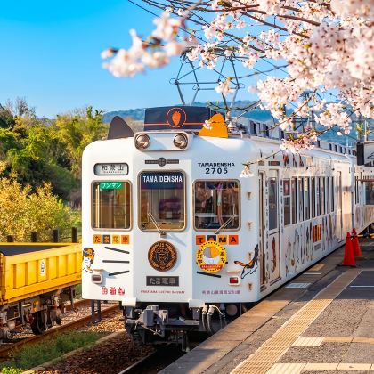 和歌山&白滨温泉一日游：探访猫站长+海鲜市场+千畳敷+三段壁