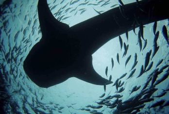 菲律宾宿务奥斯洛布鲸鲨观赏+墨宝沙丁鱼风暴浮潜一日游【与鲸鲨共舞，震撼沙丁鱼风暴！】