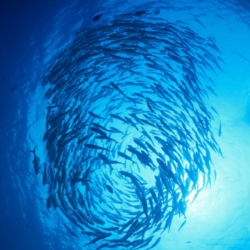 菲律宾薄荷岛【沙丁鱼浮潜（自由潜）深潜|不用早起|上门接送】