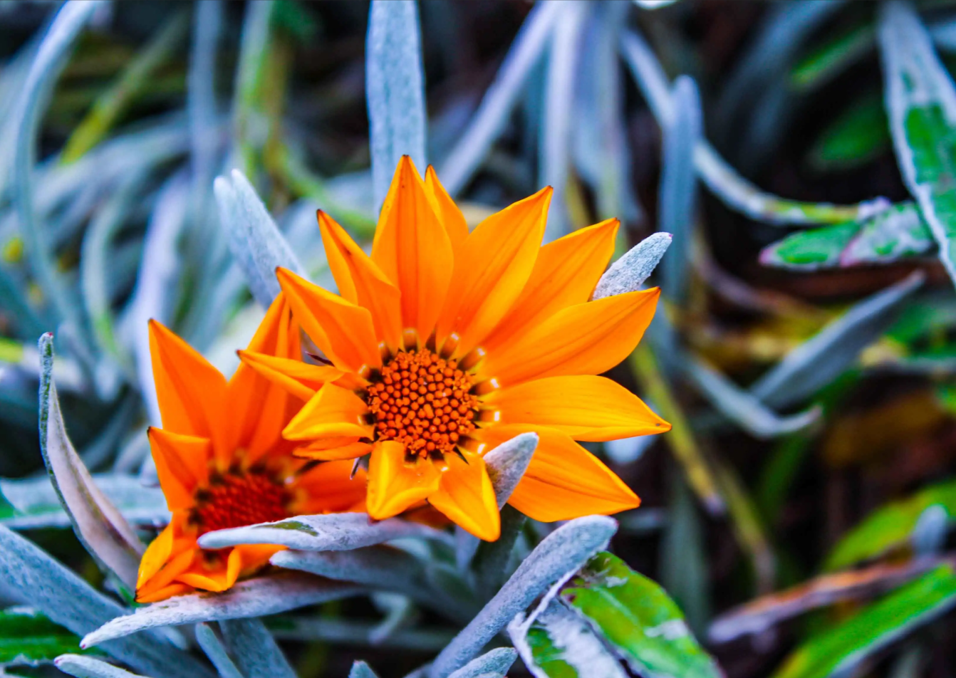 基多出发【安第斯冰火传奇】科托帕希火山与云端秘境一日征服