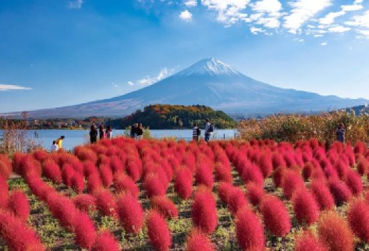 富士山经典一日游：河口湖（赠抹茶体验）+忍野八海+网红打卡【深度体验日本传统文化，在河口湖畔参与亲手制作抹茶，感受和风雅趣。】