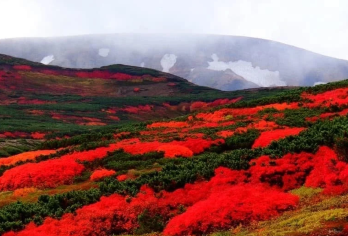 日本富良野青池+旭山动物园【中文司机/可订多日】【免费量身定制行程，多日行程包车巨惠！详情可咨询客服人员！】