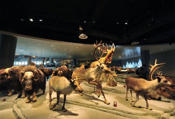 上海自然博物馆一日活动【生命大冒险—小小生命研究员守护行动】【品质出游】