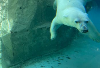 日本札幌往返旭川富良野美瑛/可小樽登别北海道多日-精选【包车一日游，解锁旅行新方式！独立车辆配备经验丰富的老司机，为您量身打造专属行程。】