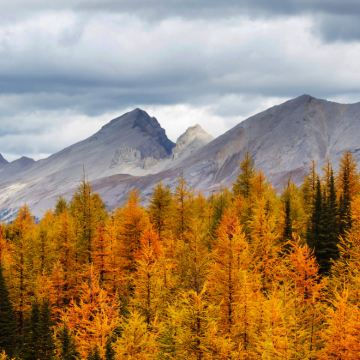 蒙特利尔“枫”情万种市内赏枫专线一日游【专属司导10H服务】