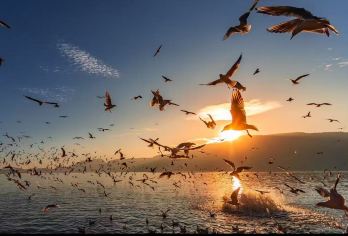 云南昆明往返：滇池看海鸥+西山缆车+云南民族村一日游｜私家游【私人旅游（1人即可成团，安排专属车辆/导游，旅程更轻松）～昆明市区免费上门接送服务】