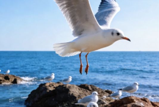 【纯玩包车 提供海鸥食物】栈桥+啤酒博物馆+五四奥帆一日游【[专属定制]景点随心选，车型任你挑！一站式满足青岛出行需求，专业服务 + 灵活搭配，主打一个让你满意】