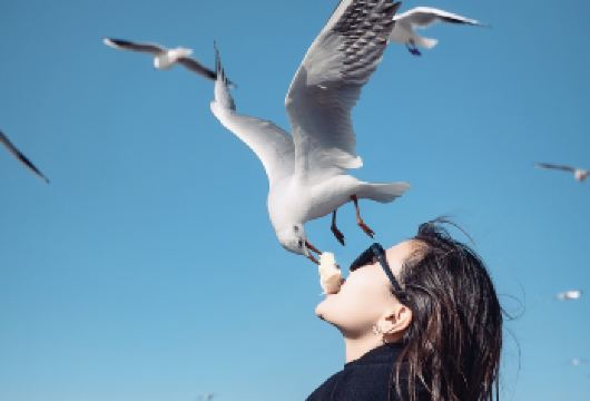 （昆明海鸥季）昆明海埂大坝+斗南花市+海晏村+昆明老街一日游【昆明观鸥热线】