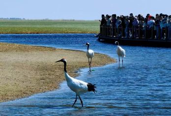 齐齐哈尔扎龙纯玩一日游【景色优美】