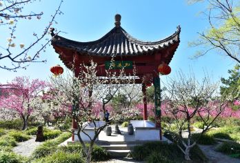 鼋头渚+太湖鼋头渚风景区-樱花谷+三国城+梅园【10小时vip服务】