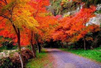 日本大阪往返-琉璃光院-三千院-贵船神社-红叶巡礼红叶季.-【专业行程定制，精选热门景点，高效游玩不走回头路，贴心服务保障，轻松】