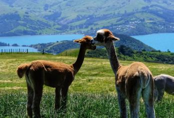 新西兰南岛阿卡罗阿+羊驼农庄一日游【基督城往返丨可选含票】【特色小团体验：告别大团嘈杂等待，赏景拍照有空间，导游兼顾需求，互动更深入。】