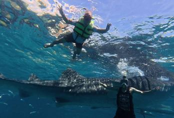 薄荷岛出发奥斯洛布鲸鲨浮潜之旅丨中英文导游/午餐可选【薄荷岛经典项目/巴里卡萨大断层/追逐野生海豚/出海浮潜之旅】