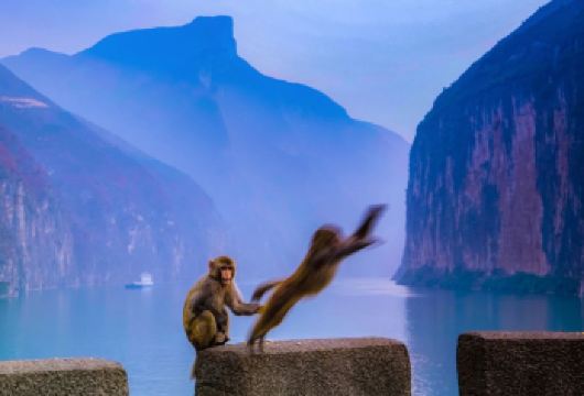 奉节白帝城·瞿塘峡景区+夔州古城半日游【2-8人精品小团】【[服务保障]自营，专业定制渝东北旅游10年，让你自由、省心、有保障，无套路完美品质游】