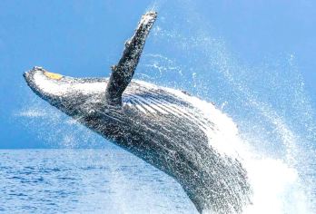 中文服务|冲绳出海赏鲸半日游：那霸市区定点接送|与座头鲸相遇【冲绳冬季限定活动，中文工作人员随行，沟通无障碍】