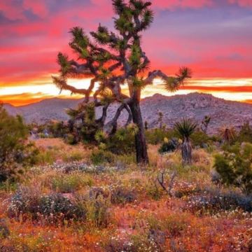 美国凤凰城。约书亚树国家公园-救赎山12h包车【精选老司机】