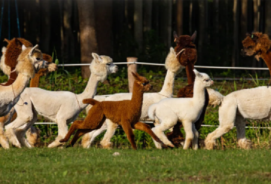 上海自然卷卷牧野+崇明岛【上海亲子周边游】【私人包车服务，行程灵活，不拼团，私密性强】