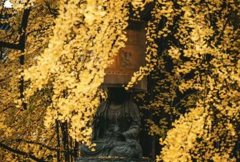 古观音禅寺半日游【直通车：三环内上门接送】金秋赏千年手植银杏【年年银杏黄，漫漫亦灿灿； 一千四百载，一梦别长安。】