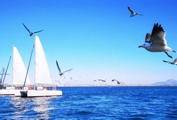 大连老虎滩海洋公园+渔人码头+威尼斯水城+帆船出海包车游【上门接送：酒店专车接送，拒绝大团喧嚣，父母、亲子、 情侣安心游，比大团景点观景时间更长】