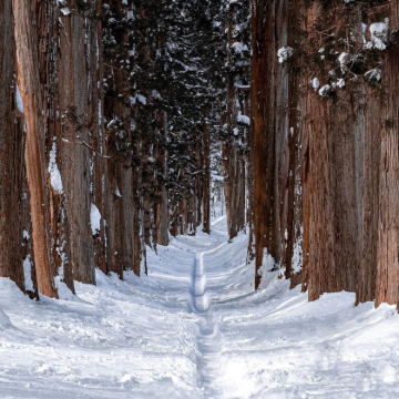 日本户隐神社一日游【巨人之森-千年灵修巡礼圣地】私家专车