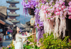 无锡拈花湾一日游【夜景专线 拈花灯影 纯玩赏花季·可自驾】