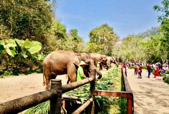 曼听御花园/西双版纳+野象谷+不拼团包车/导游/一日游O【全程中文/英文/小语种服务，沟通无障碍，景点可调】