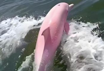 三娘湾出海看海豚+犀丽湾+仙岛公园.上门接送.专车服务.【钦州网红打卡一日游】