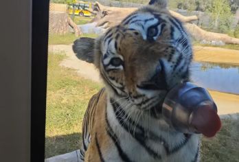 哈尔滨市区一日游（2-6人纯玩小团，3人可升级一家一团）【红专街早市+东北虎林园（惊险车）+太阳岛+冰雪大世界（梦幻冰雪馆）】