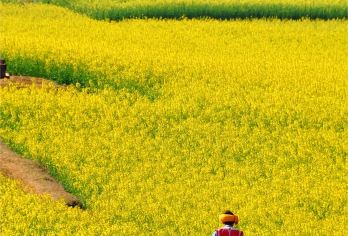 云南曲靖金鸡峰丛+罗平油菜花景区+多依河一日游可中英文服务【可提供英文及小语种导游服务-往返接送-可选导游-可代订门票】
