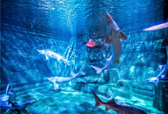 【南京包车亲子游】紫金山昆虫博物馆+南京海底世界+中山陵【全天包车8H服务，行程自由可调整】