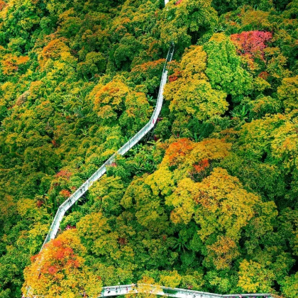 海口|三亚+百花岭热带雨林文化旅游区1日（真纯玩|无套路）