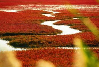 盘锦红海滩一日游【2-6人小团/独立团 沈阳市区上门接送】【[出行无忧]全程车接车送，出行不担忧，路途不费心，回归旅游初心，收获一天喜悦。】