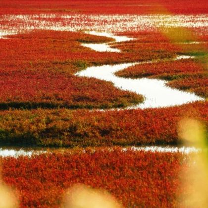 盘锦红海滩一日游【6人小拼团/独立团|沈阳上门接送湿地观鸟】