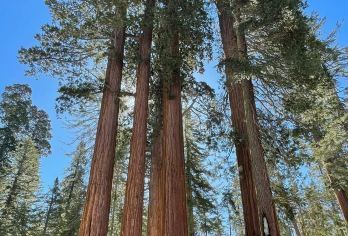 美国洛杉矶往返帝王峡谷或美洲杉/红杉树可多日-12H包车精选【专属客服和本地中文司机，一家一团包车】