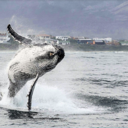 开普敦出发往返  出海观鲸+海洋五霸