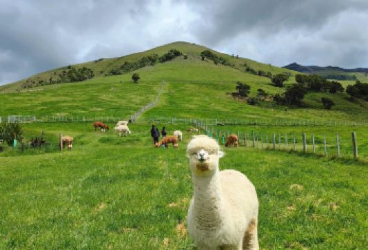 新西兰阿卡罗阿羊驼农场+看海豚｜基督城出发｜亲子游【尊享一对一高端行程定制，多日豪华包车专属礼遇，专业旅行顾问24小时恭候垂询。】