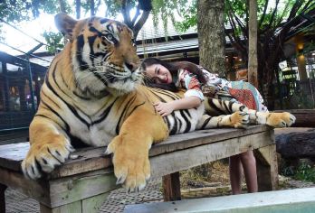 清迈粘粘瀑布+老虎园+大象粑粑公园（中文司机包车服务）【原生态瀑布探险，和老虎近距离接触】