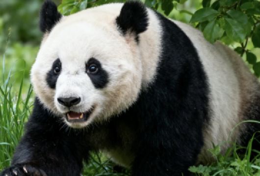 成都熊猫基地讲解：边走边逛，一起探寻大熊猫的生命密码！【1、自主发团，配备专业蓝牙耳麦！】