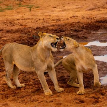肯尼亚蒙巴萨/姆特瓦帕/迪亚尼/提维出发 东察沃国家公园之旅