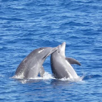 洛斯克里斯蒂亚诺斯｜无追逐观鲸豚游船体验