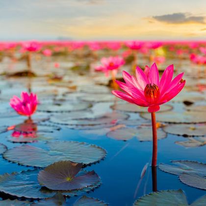 乌隆他尼红莲湖晨船观赏日出体验半日游