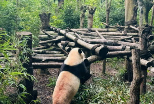 熊猫谷+三星堆一日游[2-8人专车团+含3H人工讲解]【酒店上门接送+当地专业司导+服务质量保障+纯玩无购物】