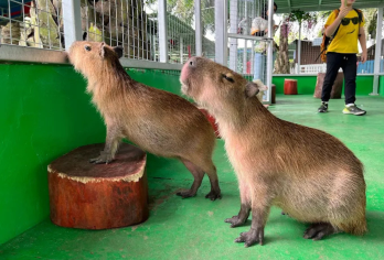 柔佛迪沙鲁萤火虫+水果园＋动物园日游|包含门票 [新山出发]【一站式包车服务，全程包车接送，包含门票，专属司机带你玩遍景点，不赶时间超轻松。】