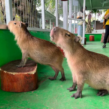 柔佛迪沙鲁萤火虫+水果园＋动物园日游|包含门票 [新山出发]